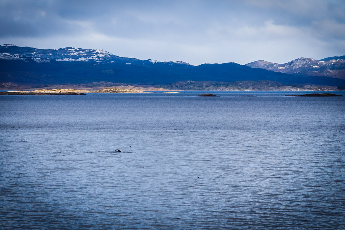 Baleine vue lors d'une promenade à Playa Larga, Ushuaia