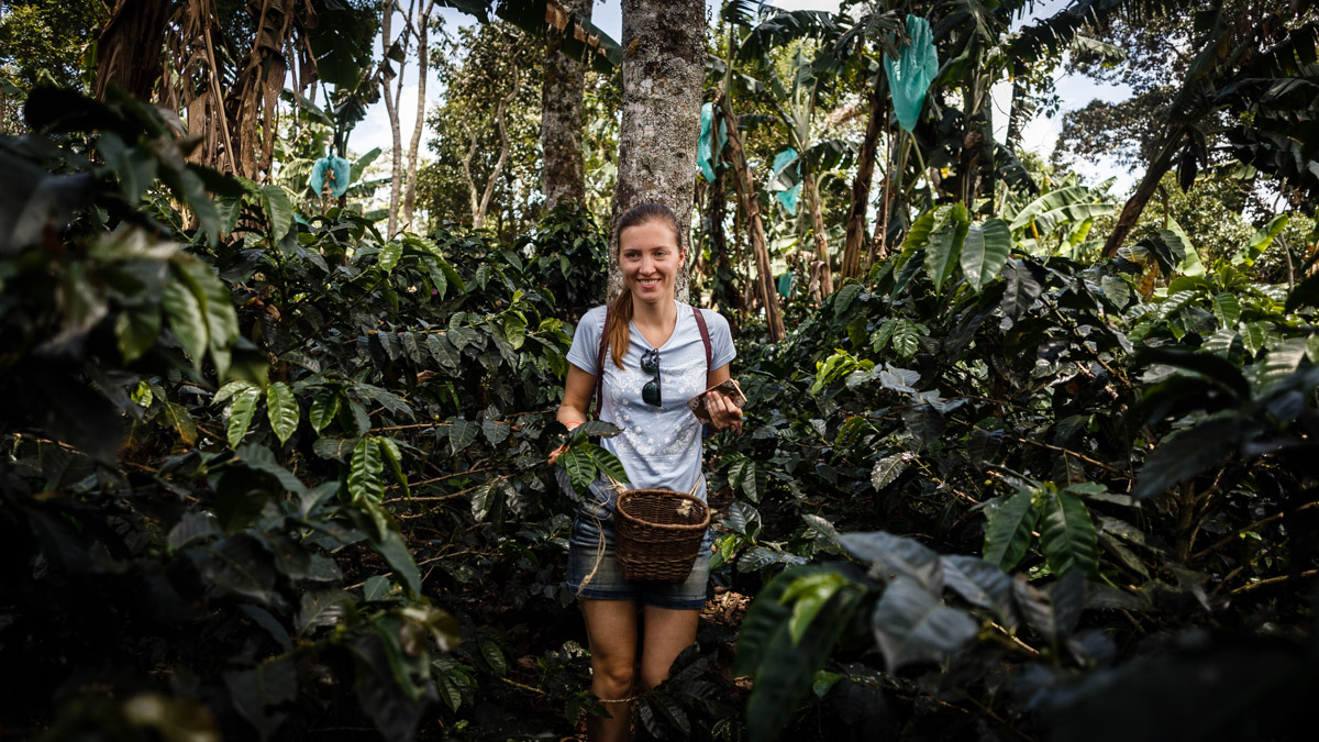 La récolte du café, région de Pereira