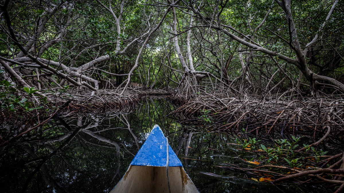 Forêt mangrove, Isla Grande
